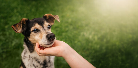 Affectionate Dog Enjoying Gentle Touch Outdoors. A small mixed-breed dog receives a gentle, affectionate touch under its chin while standing on green grass.