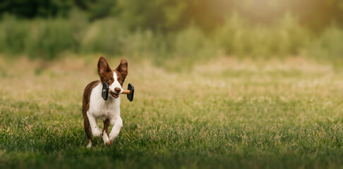 Border Collie Running with Dumbbell Outdoors. A brown and white Border Collie runs energetically across green grass, carrying a training dumbbell in its mouth. 