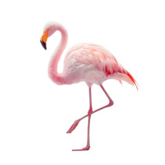Obraz premium A pink flamingo is standing on its right leg