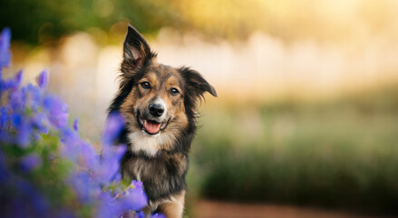 Mixed Breed Tricolor Dog in Blooming Garden at Sunset. A tricolor mixed breed dog sits beside purple flowers in a sunlit garden at sunset. © kathrineva20