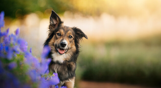 Mixed Breed Tricolor Dog in Blooming Garden at Sunset. A tricolor mixed breed dog sits beside purple flowers in a sunlit garden at sunset.