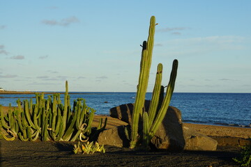 Cactus, sunset, lanzarote, matagorda, puerto del carmen, November 2025, flora, succulent