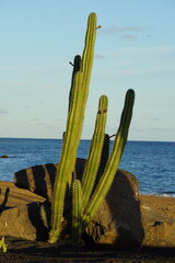 Cactus, sunset, lanzarote, matagorda, puerto del carmen, November 2025, flora, succulent
