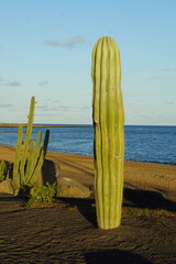 Cactus, sunset, lanzarote, matagorda, puerto del carmen, November 2025, flora, succulent