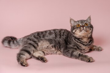 Domestic funny cat lying against pink background