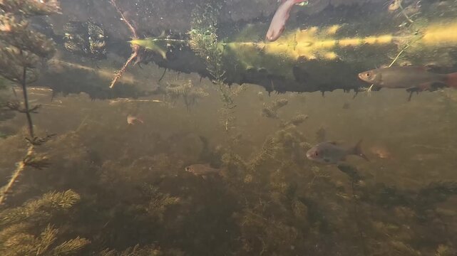 Underwater POV view showing small freshwater fish such as roach, rudd and crucian carp swimming among dense aquatic vegetation in a calm Polish lake with soft natural light.