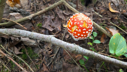 Vibrant amanita muscaria mushroom in natural forest habitat. Poisonous or toxic mushroom