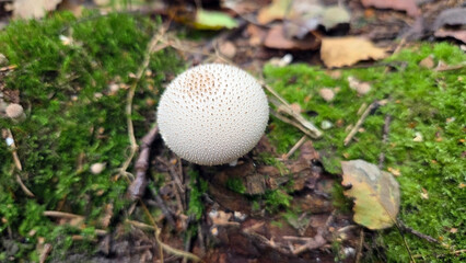 Close-up of lycoperdon puffball mushroom on forest floor. Top view. Fungi. White Lycoperdon