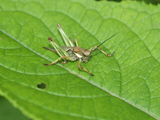 Gampsocleis sedakovii obscura with a large green or brown body, short wings, long antennae, and male stridulation plates; found in sunny mountain grasslands. Photographed in Korea.