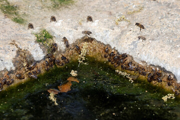 Close up of a rocky tide pool teeming with vibrant green algae and small marine life