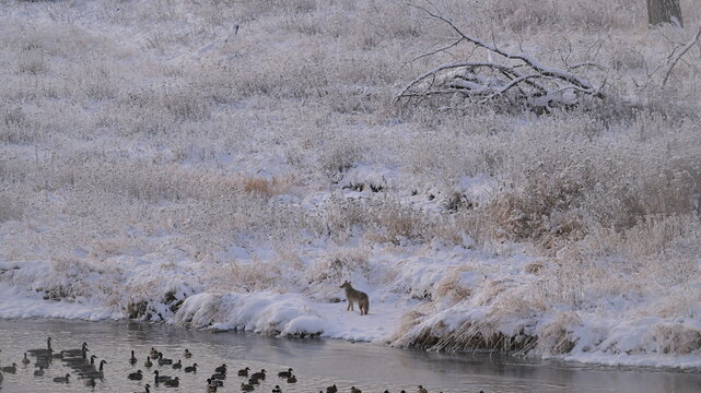 coyote in the snow, winter in the forest, river in winter, season, Canada, Rockies Mt. nature, wildlife, Canada geese, coyote