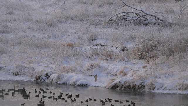 coyote in the snow, winter in the forest, river in winter, season, Canada, Rockies Mt. nature, wildlife, Canada geese, coyote - Powered by Adobe