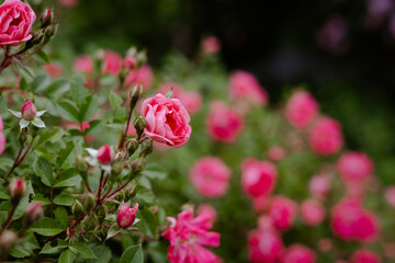 Obraz premium Vibrant pink roses in full bloom, creating a garden scene. Beautiful vivid pink roses in various stages of bloom in a soft focus. Springtime nature.