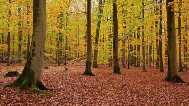 Laubwald, Buche, Eiche, Herbst, Spessart, Bayern, Deutschland