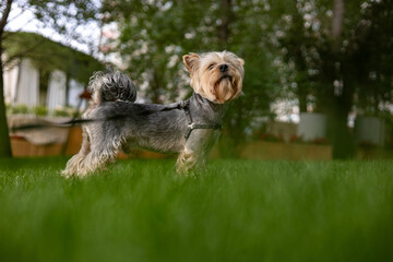 A Yorkshire Terrier enjoying a sunny day outdoors on a vibrant green lawn. A charming Yorkie doggy, lapdog stands on a lush green lawn in a sunny day. The small dog wears a harness and looks alert.