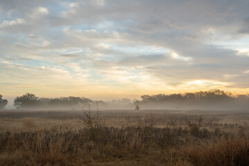 Misty Morning Field WIth Horse in the Distance at Golden Hour of Sunrise Sunset
