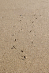 Bird footprints forming a winding trail across smooth beach sand Portugal, Ovar – Furadouro, 10.10.2025
