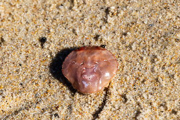 Small crab shell resting on sunlit sand at the shoreline Portugal, Ovar – Furadouro, 10.10.2025