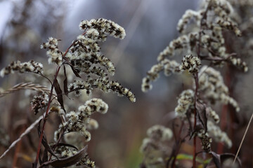 Close Up Of Withered Weeds Against A Blurred Background. The White Downy Seeds Mark The End Of The Season.