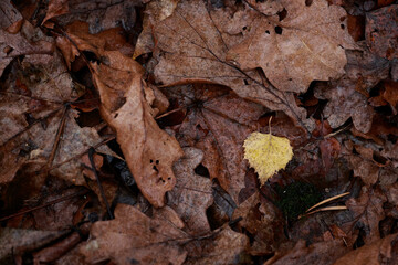 Top View Of Damp Decaying Foliage Covering The Earth. A Texture Representing Late Autumn And The Cycle Of Nature.