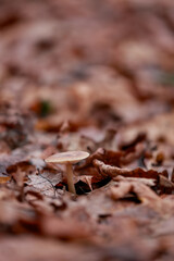 A Solitary Fungus Standing On The Forest Floor Surrounded By Fallen Foliage. A Soft Focus Nature Scene.