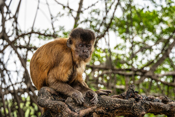 Fototapeta premium Little monkeys at the broom village in Vassouras, Barreirinhas, Maranhao, Brazil