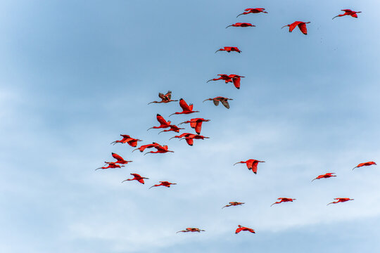 Scarlet ibis flying back home to their sleeping place, Revoada dos guaras on the Delta of the Parnaiba River in Brazil