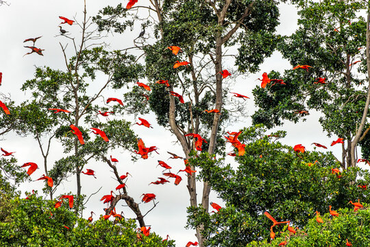 Scarlet ibis flying back home to their sleeping place, Revoada dos guaras on the Delta of the Parnaiba River in Brazil