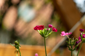 Les fleurs de Printemps en gros plan © nada12