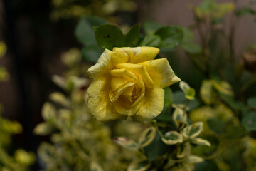 Les fleurs de Printemps en gros plan