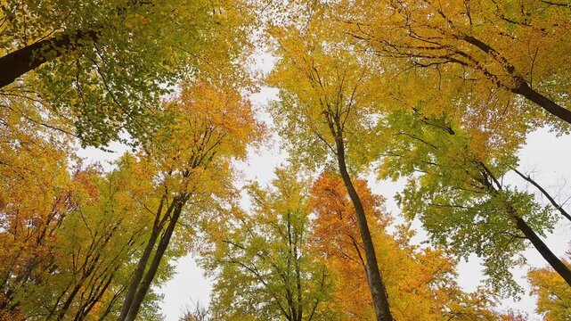Baumwipfel, Laubwald, Buchen, Eichen, Herbst, Spessart, Bayern, Deutschland
