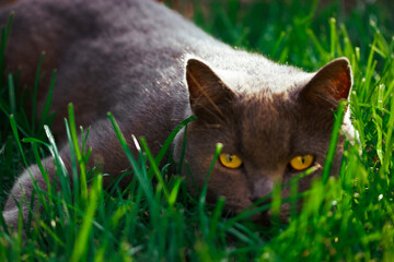 A captivating grey cat with striking yellow eyes hides in lush green grass A grey cat with yellow eyes peeks through vibrant green grass in the sunlight, creating a captivating outdoor scene.