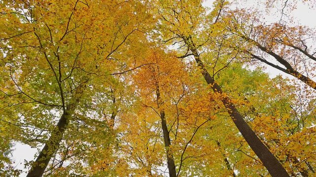 Baumwipfel, Laubwald, Buchen, Eichen, Herbst, Spessart, Bayern, Deutschland
