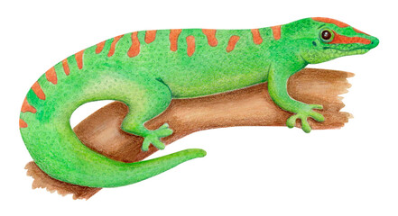 Watercolor isolated illustration of bright green Madagascar day gecko lizard with orange spots resting on wooden branch. Tropical reptile clipart for educational materials, kids' projects or posters.