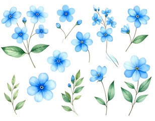 Watercolor illustration of forget-me-not flowers and leaves on a white background