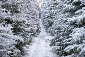 winter landscape with frozen trees with hoarfrost