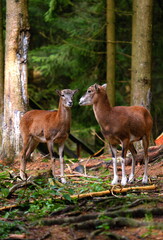 Two young goats interact peacefully in a lush forest environment during daylight hours
