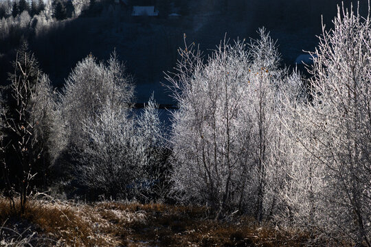 winter landscape with frozen trees with hoarfrost - Powered by Adobe