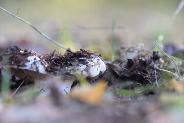 Milk mushroom grows in the forest on the ground in autumn