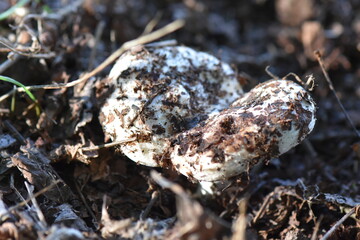 Milk mushroom grows in the forest on the ground in autumn