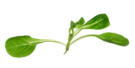 Naklejka premium Leaves of corn salad, lamb's lettuce, common cornsalad, feldsalat, Valerianella locusta, valeriana insalata, isolated on white background