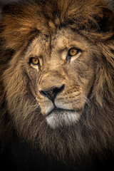 Close-up of a lion face, highlighting the mane and intense gaze. Symbol of power and majesty.