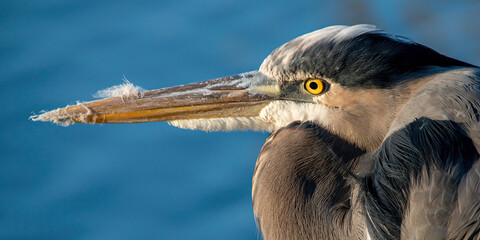 Great Blue Heron seen in at the Waterway in The Woodlands, Texas