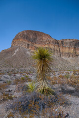 Giant Dagger Yucca in a Desert Landscape