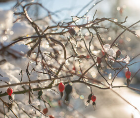 icy rosehip berries hanging on a branch on a sunny winter day. High quality photo