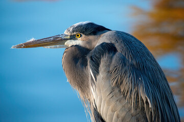 Great Blue Heron seen in at the Waterway in The Woodlands, Texas