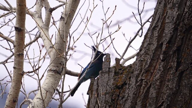 Stellar Jay hoping up a tree in the Utah Wilderness in slow motion.