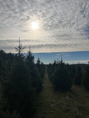 Obraz premium Christmas Tree Farm in the Shadows