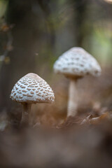 Mushrooms in the Forest (Macrolepiota procera)