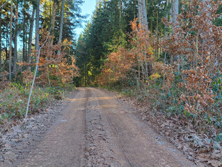 A dirt road in the middle of a wooded area surrounded by trees